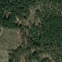Vue satellite de acacias à Gujan-Mestras