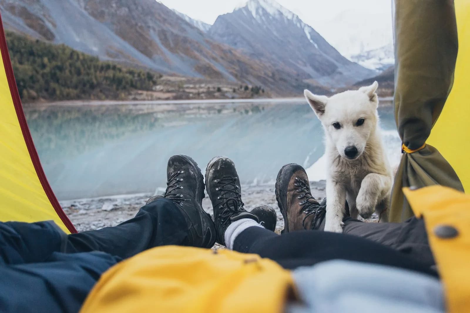 Chien installé près d'une tente en bivouac en pleine nature