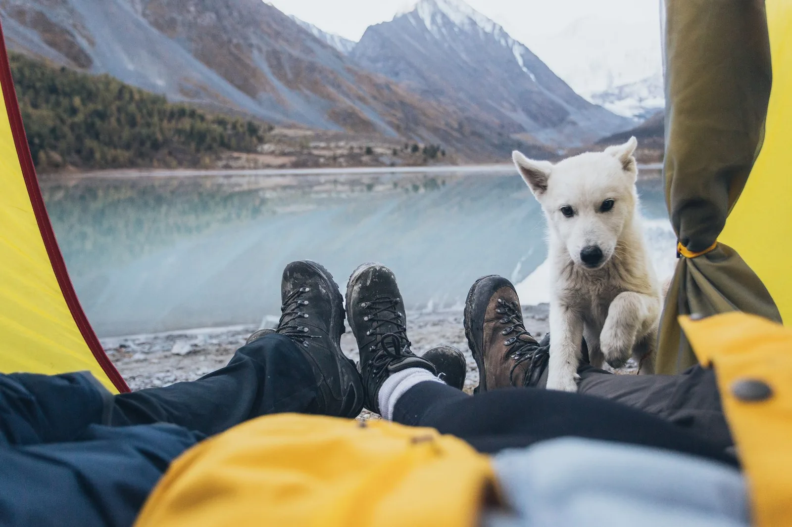 Chien installé près d'une tente en bivouac en pleine nature