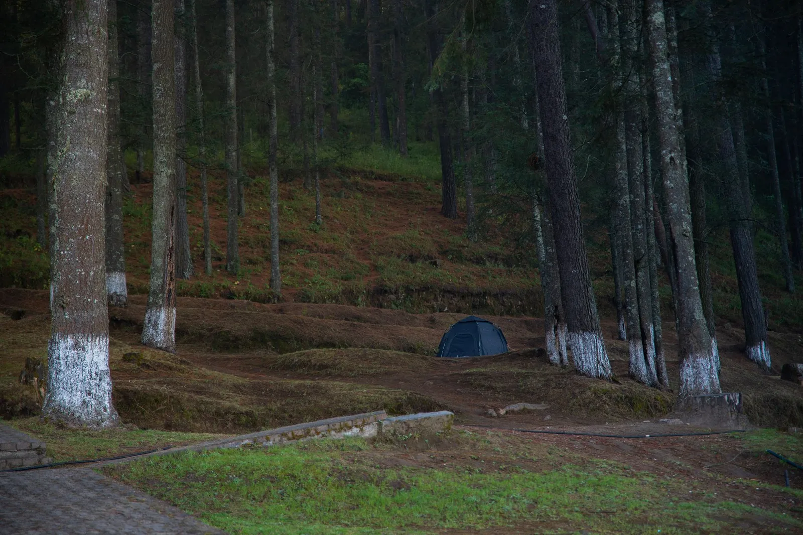 Tente discrète installée dans une forêt calme